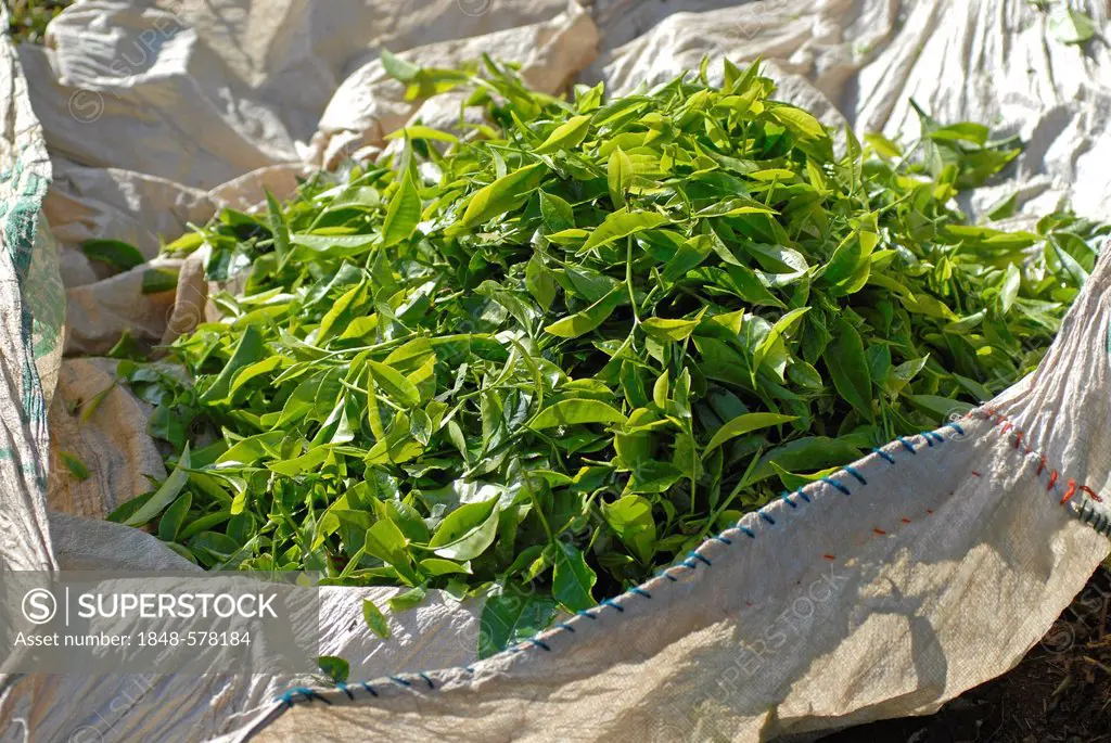 Freshly picked tea leaves, TATA tea plantation, near Munnar, Kerala, South India, India, Asia