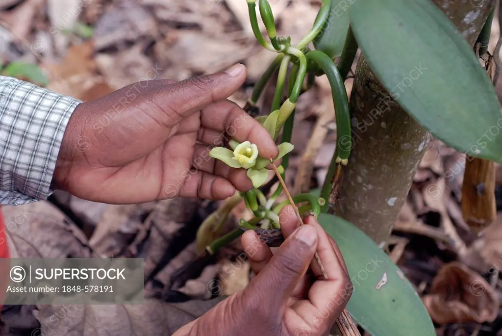 Manual pollination of a flower for the cultivation of vanilla pods, vanilla plantation in Thekkady, Kerala, South India, India, Asia
