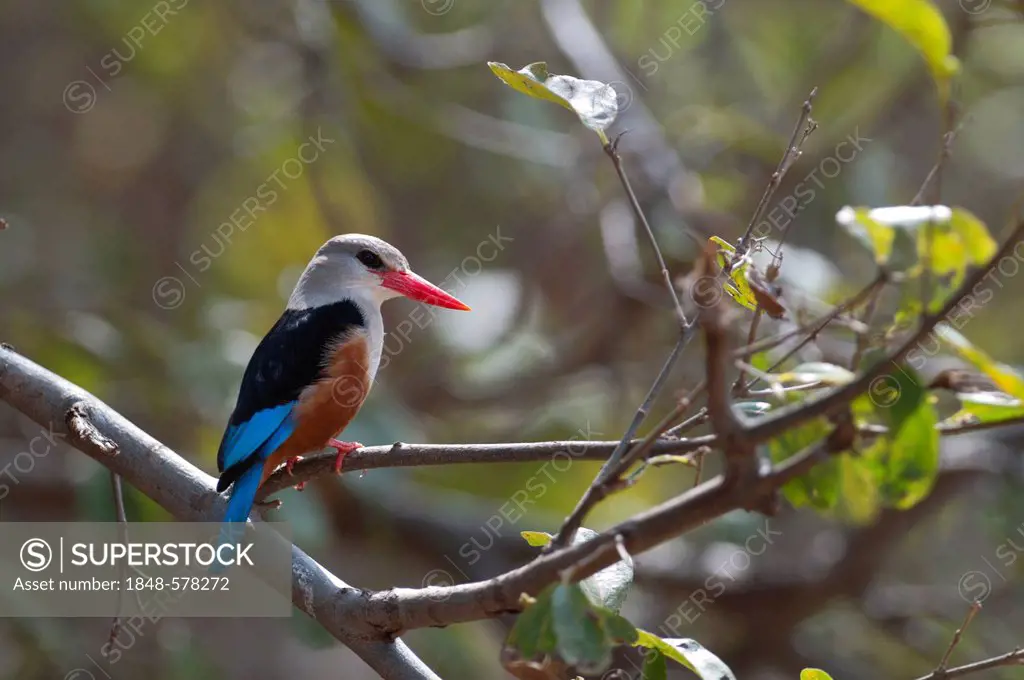 Grey-headed Kingfisher (Halycon leucocephala), Samburu, Kenya, Africa