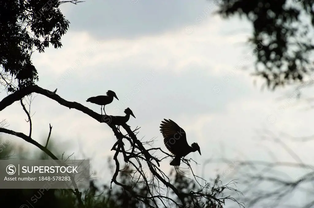 Hamerkop, Hammerkop or Hammerhead Stork (Scopus umbretta), three on a tree, Masai Mara, Kenya, Africa