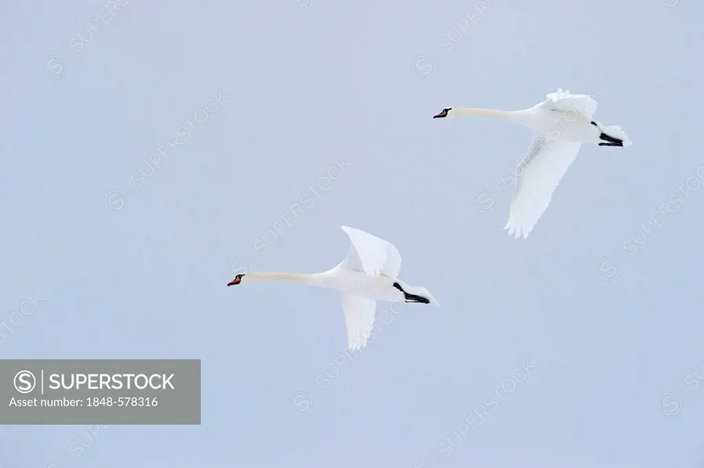 Mute Swans (Cygnus olor), Scotland, United Kingdom, Europe