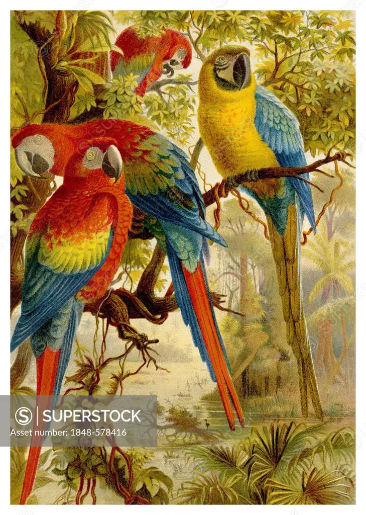 Historical graphic representation, Scarlet Macaws (Ara macao), 19th Century, from Meyers Konversations-Lexikon encyclopaedia, 1889
