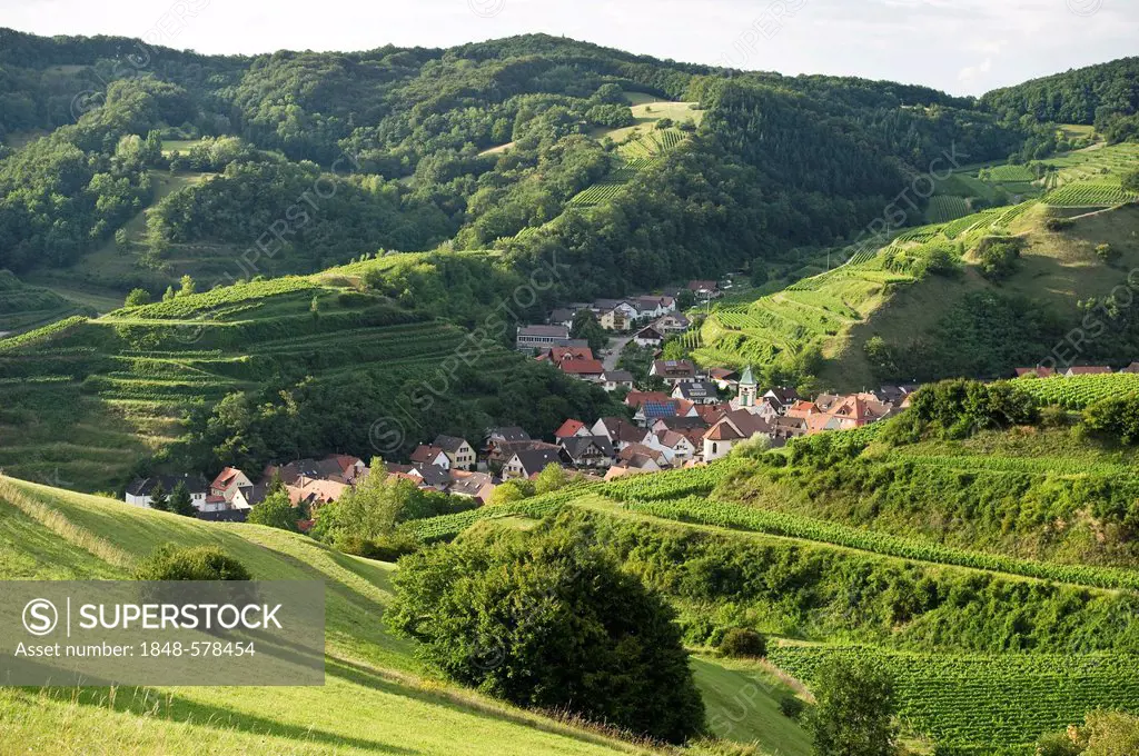 Schelingen and vineyards, Kaiserstuhl mountain range, Baden-Wuerttemberg, Germany, Europe