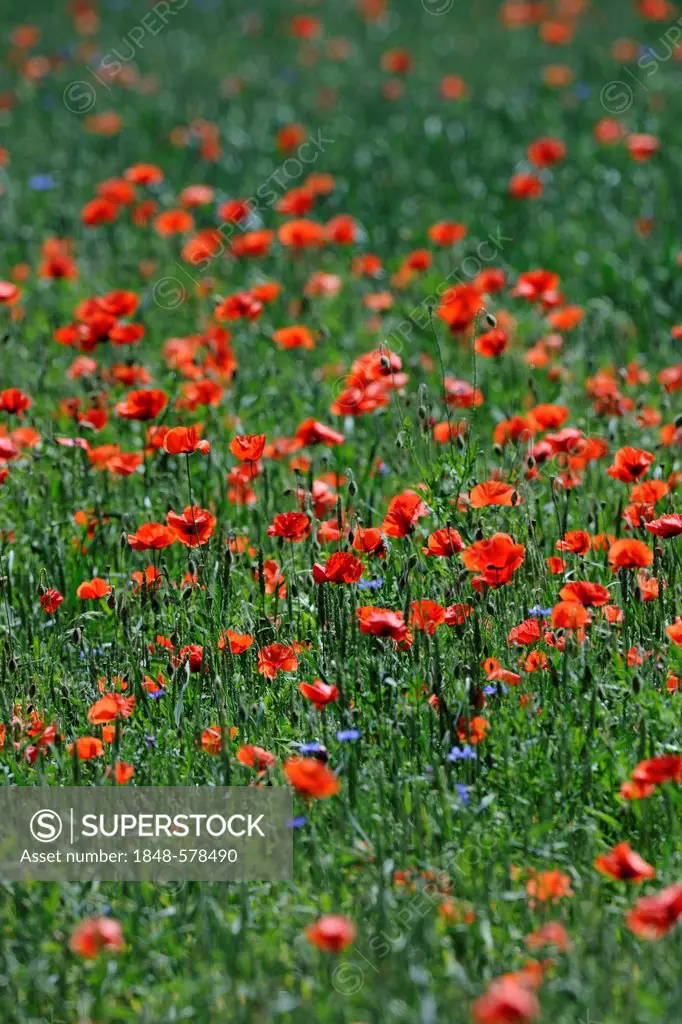 Poppies (Papaver rhoeas) in a wheat field