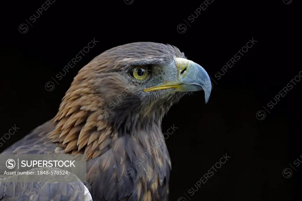 Golden Eagle (Aquila chrysaetos), portrait, Hesse, Germany, Europe