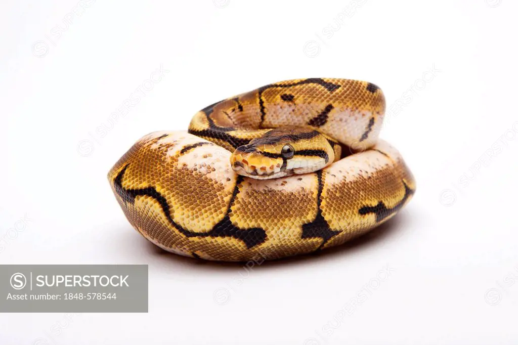 Royal Python (Python regius), Spider, female, Willi Obermayer reptile breeding, Austria