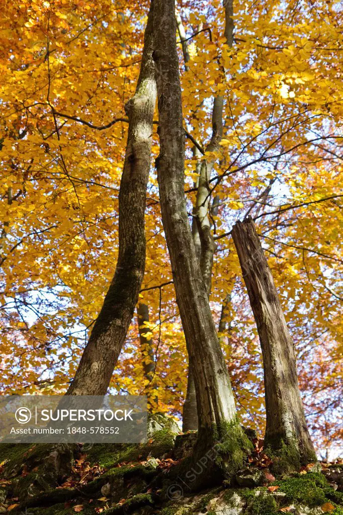 Autumnal forest, Bad Urach, Swabian Alb, Reutlingen district, Baden-Wuerttemberg, Germany, Europe