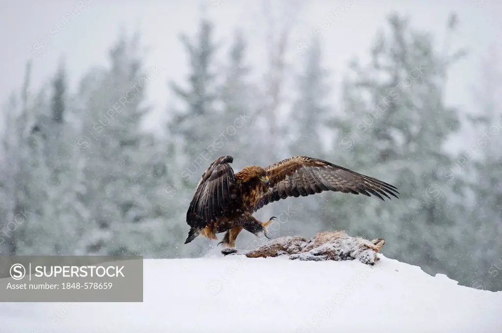 Golden Eagle (Aquila chrysaetos), winter, Finland, Europe