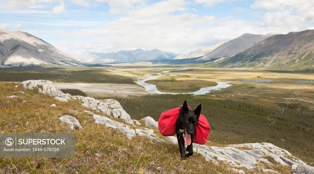 Pack dog, Alaskan Husky, sled dog, carrying a dog pack, backpack, Wind River and Mackenzie Mountains behind, Peel Watershed, Yukon Territory, Canada