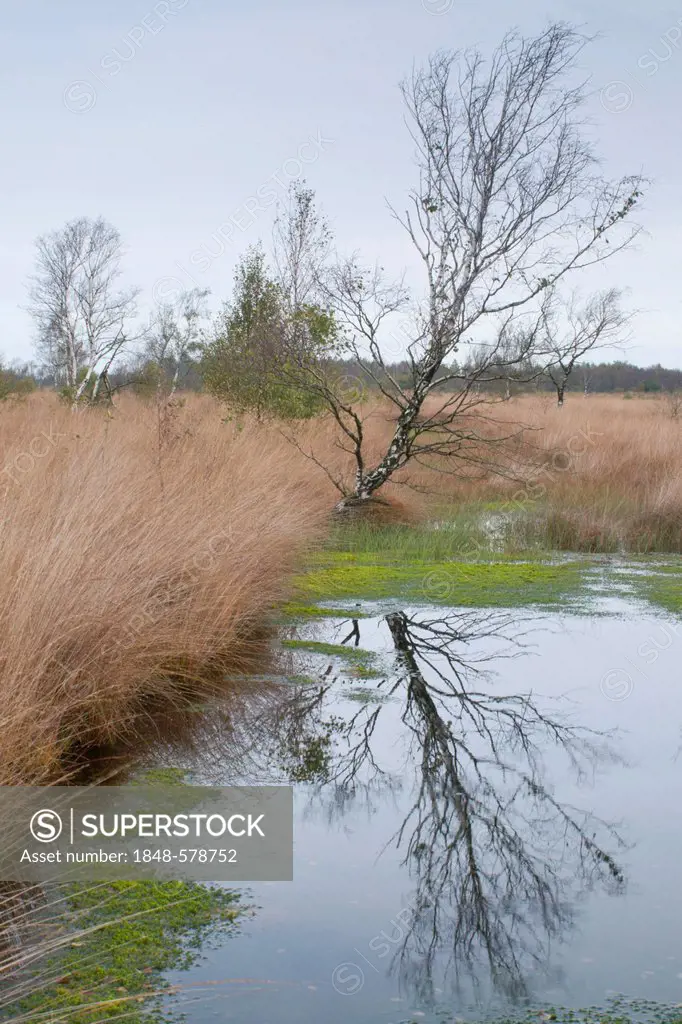 Old peat-ditch in the marshland, Haren, district of Emsland, Lower Saxony, Germany, Europe