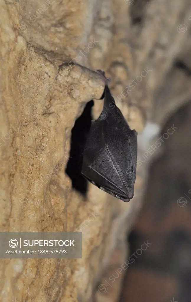 Lesser horseshoe bat (Rhinolophus hipposideros), Hermann's Cave, Lower Austria, Austria, Europe