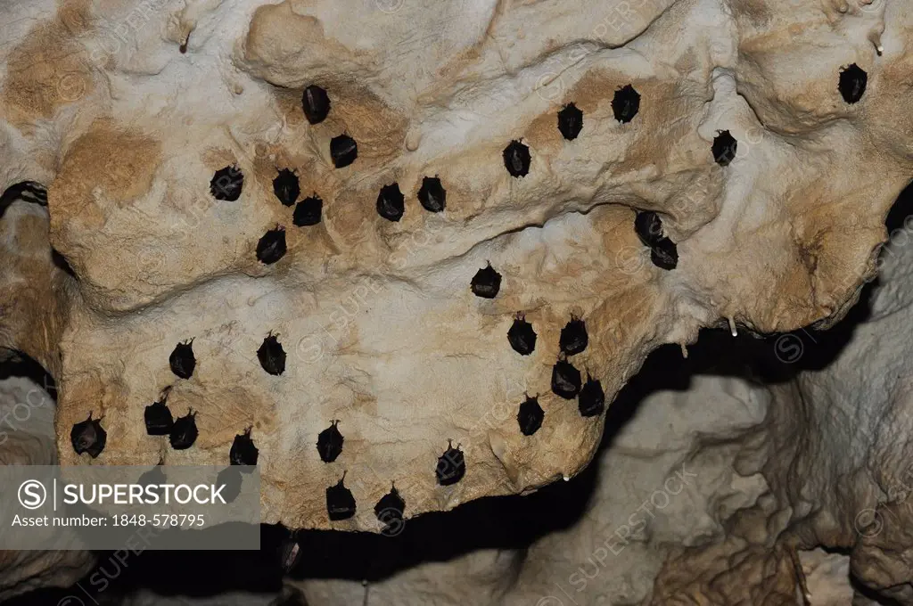 Lesser horseshoe bats (Rhinolophus hipposideros), Hermann's Cave, Lower Austria, Austria, Europe