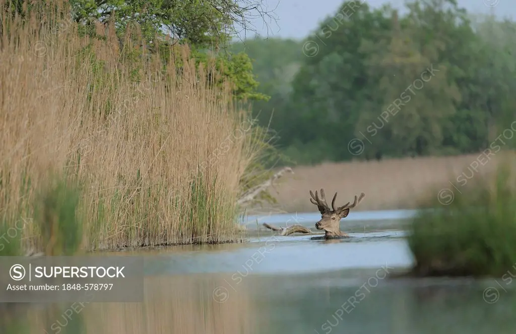 Red deer (Cervus elaphus), velvet stag in the water, Danube-Auen National Park, Lower Austria, Austria, Europe