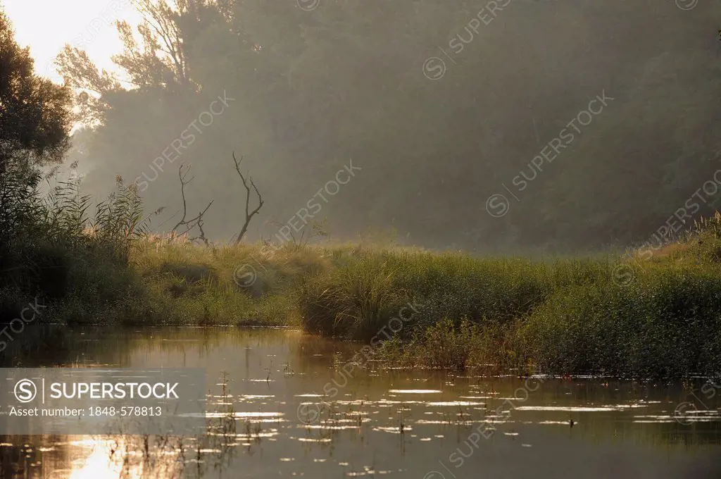 Riparian forest, morning mood, Danube wetlands, Donau Auen National Park, Lower Austria, Austria, Europe