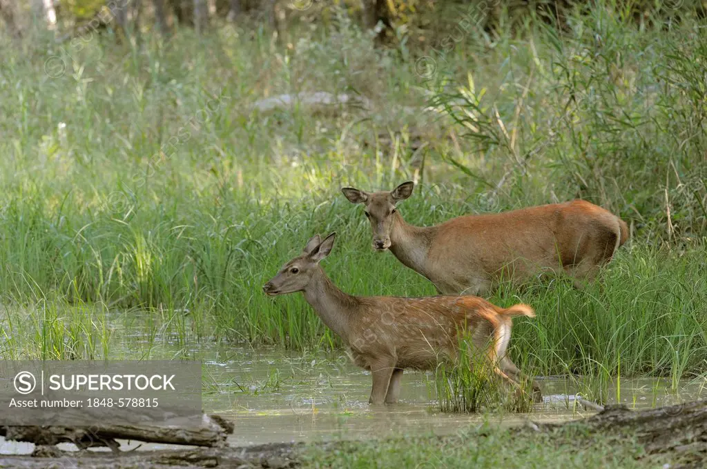 Red Deer (Cervus elaphus), doe with calf, Danube wetlands, Donau Auen National Park, Lower Austria, Austria, Europe