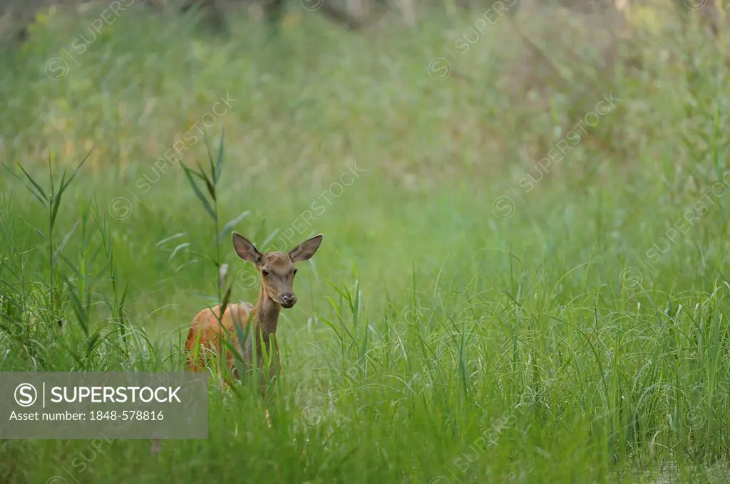 Red Deer (Cervus elaphus), doe, Danube wetlands, Donau Auen National Park, Lower Austria, Austria, Europe