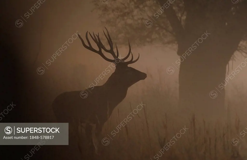 Red Deer (Cervus elaphus), first morning light, Danube wetlands, Donau Auen National Park, Lower Austria, Austria, Europe