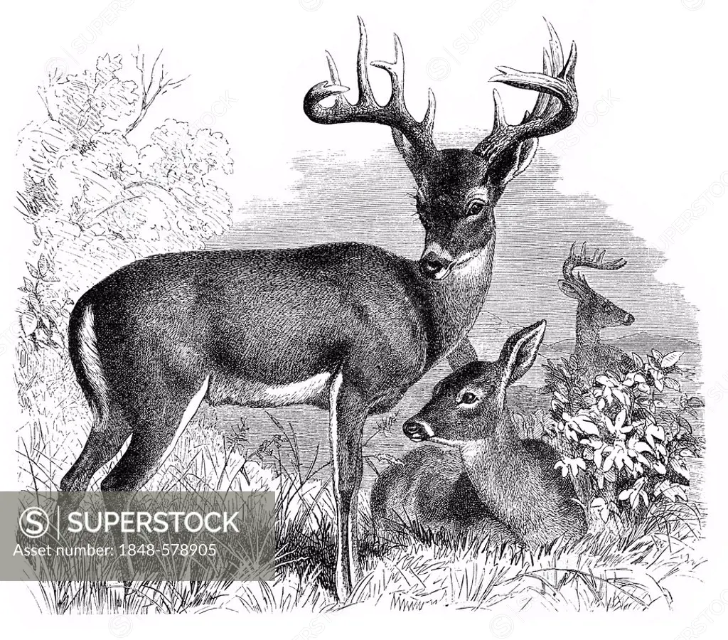 Historic illustration of Virginian deers (Cervus virginianus), 19th century, Meyers Konversations-Lexikon encyclopedia, 1889