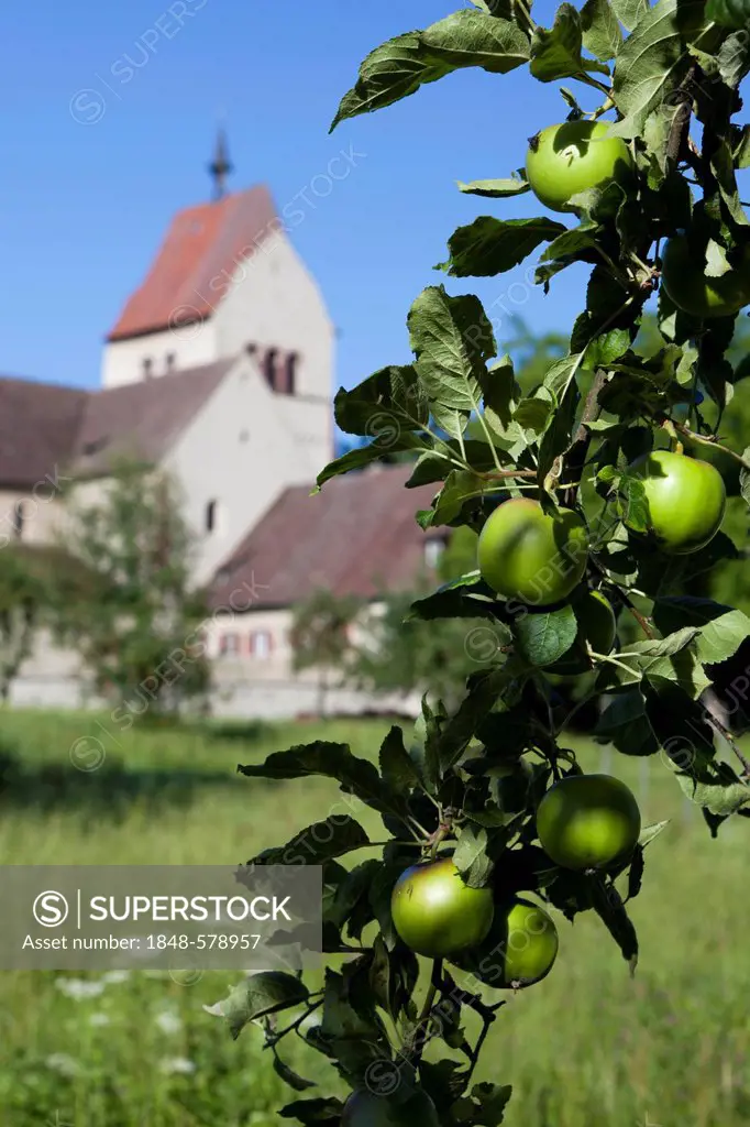 View of the monastery with an apple tree on Reichenau Island, Lake Constance, Baden-Wuerttemberg, Germany, Europe, PublicGround