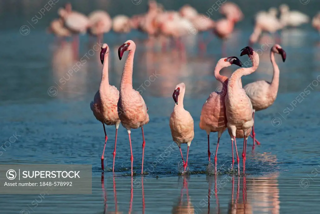 Lesser Flamingos (Phoenicopterus minor) on Lake Nakuru, Kenya, Africa