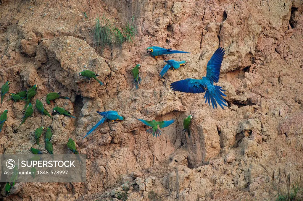 Blue and Yellow Macaws (Ara ararauna) at clay lick, Tambopata, Amazon, Peru, South America