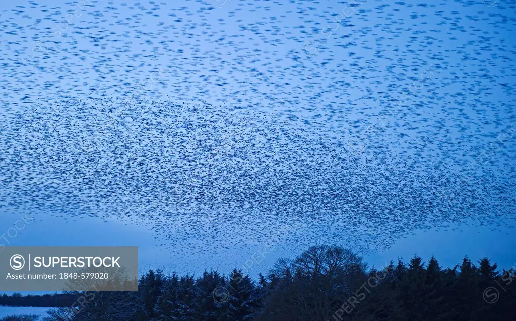 Starlings (Sturnus vulgarus) arriving at night time roost near Gretna, Scotland, United Kingdom, Europe