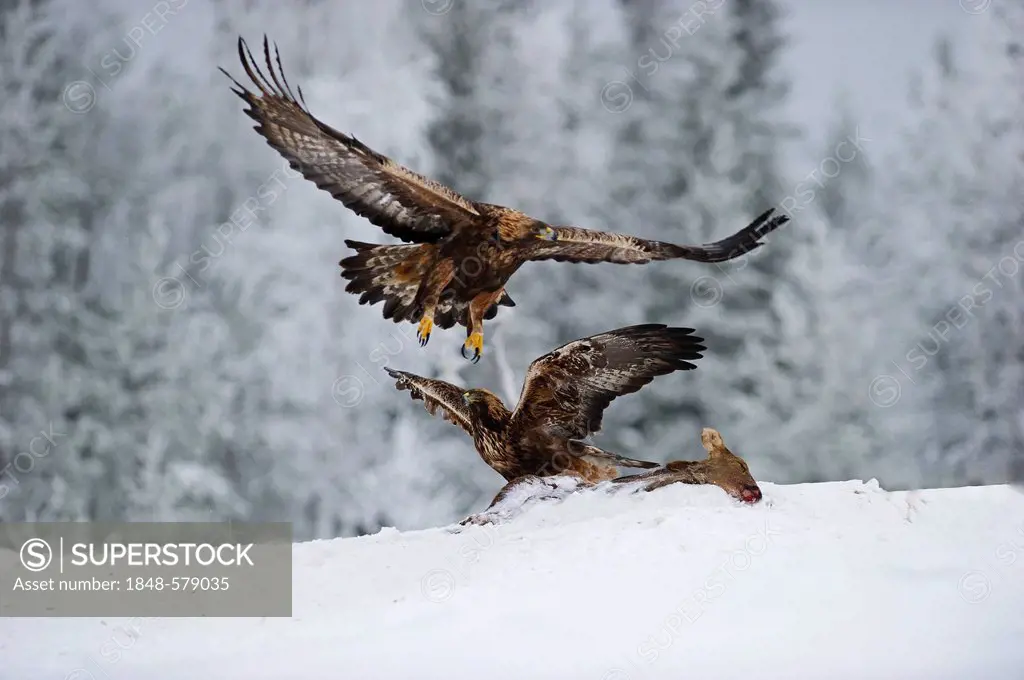 Golden Eagles (Aquila chrysaetos), fighting over food, winter, Finland, Europe
