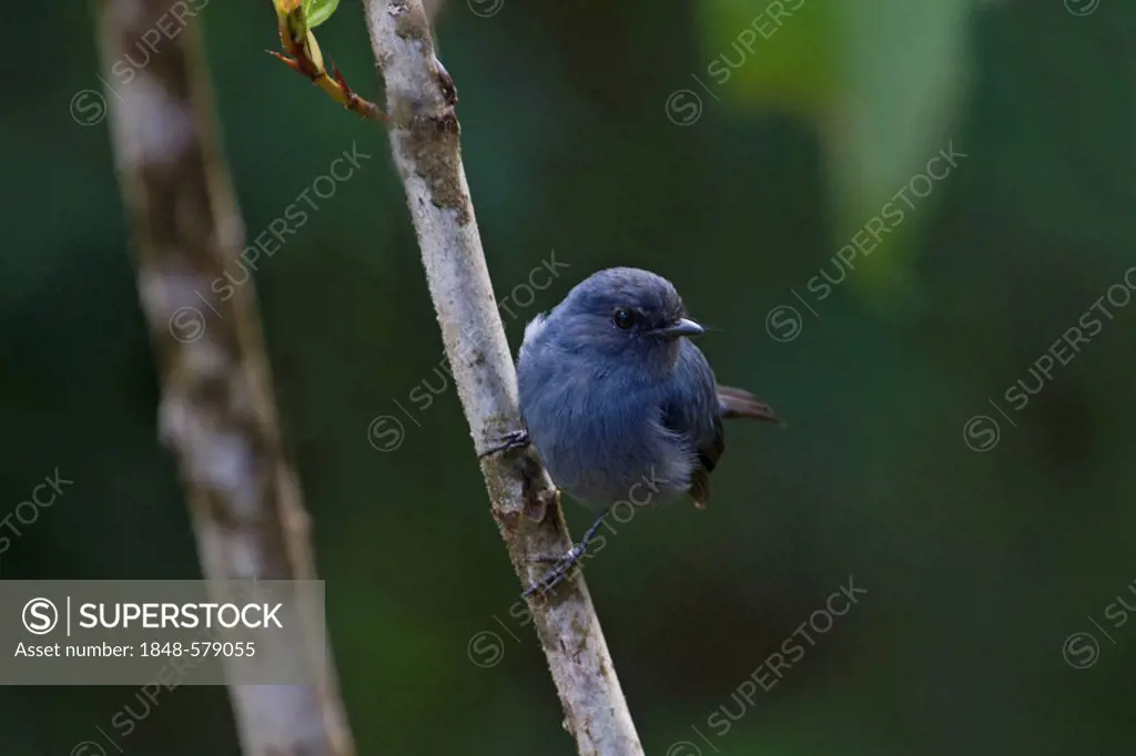 Blue-grey Robin or Slaty Robin (Peneothello cyanus), Tari, Southern Highlands, Papua New Guinea, Oceania