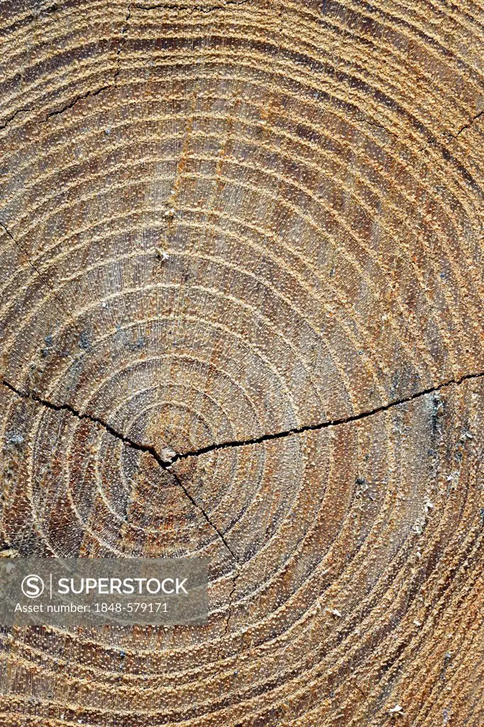 Cross-section of a tree trunk showing the annual rings, Black Locust or False Acacia (Robinia pseudoacacia), Brandenburg, Germany, Europe