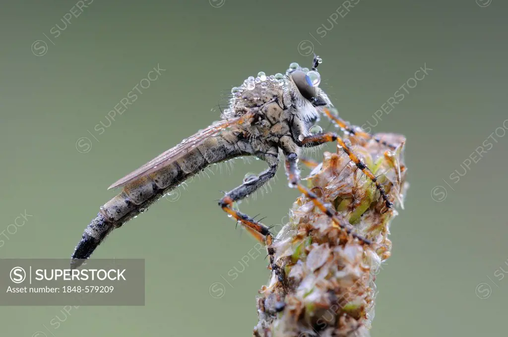 Robber fly (Asilidae), Middle Elbe Biosphere Reserve, Central Elbe region, Saxony-Anhalt, Germany, Europe
