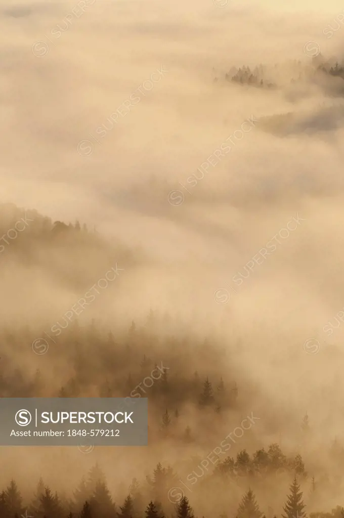 Fog over Nasser Grund valley, Elbe Sandstone Mountains, Saxony, Germany, Europe
