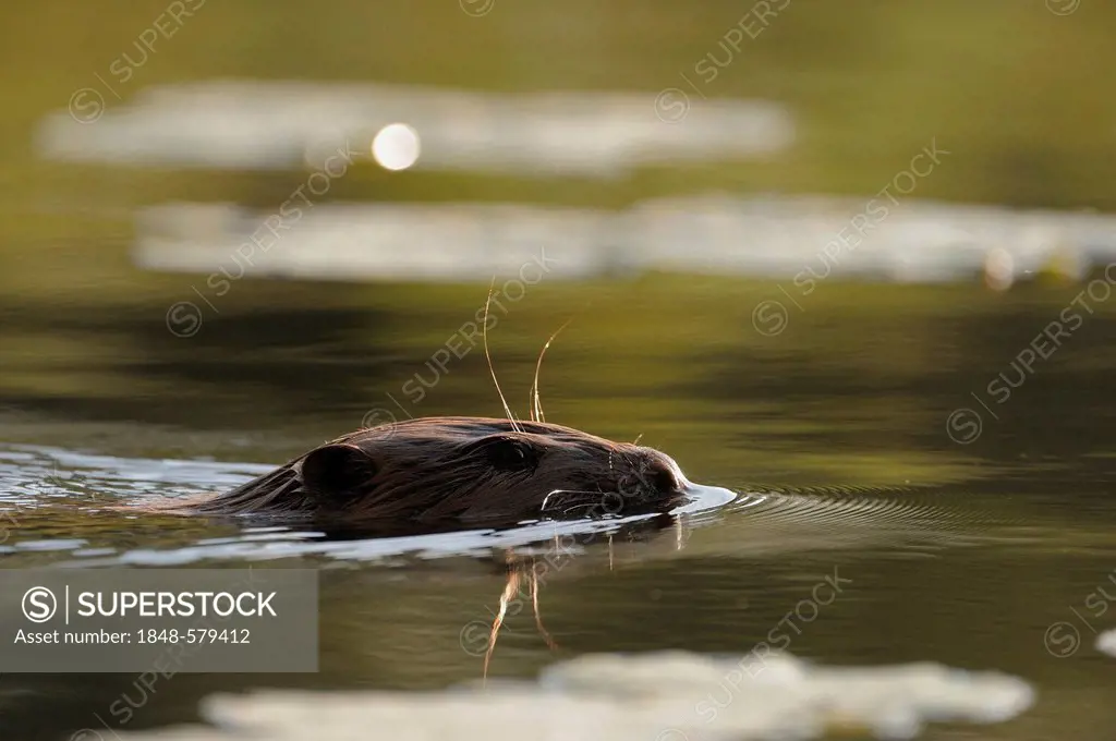 European Beaver (Castor fiber), swimming, Danube wetlands, Donau Auen National Park, Lower Austria, Austria, Europe