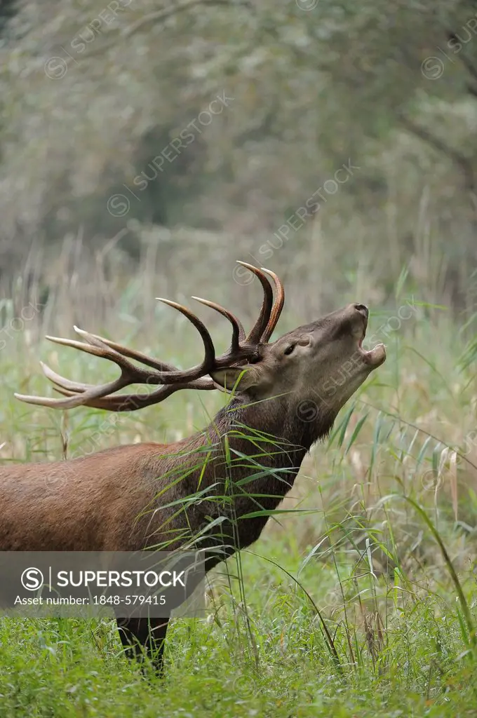 Roaring Red Deer (Cervus elaphus), deer rutting, Danube wetlands, Donau Auen National Park, Lower Austria, Austria, Europe