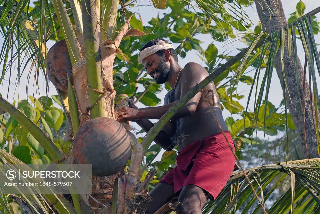 Toddy tapper, palm wine or toddy extraction, Vembanad Lake, Kerala, South India, India, Asia