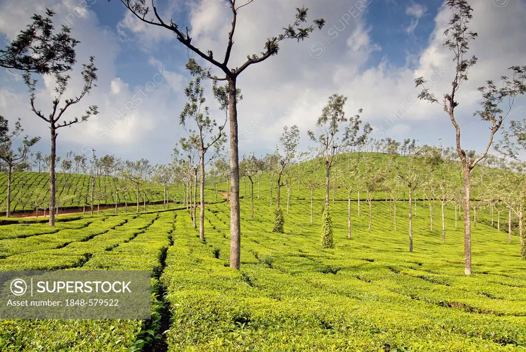 Tea plantation, near Munnar, Western Ghats, Kerala, South India, India, Asia