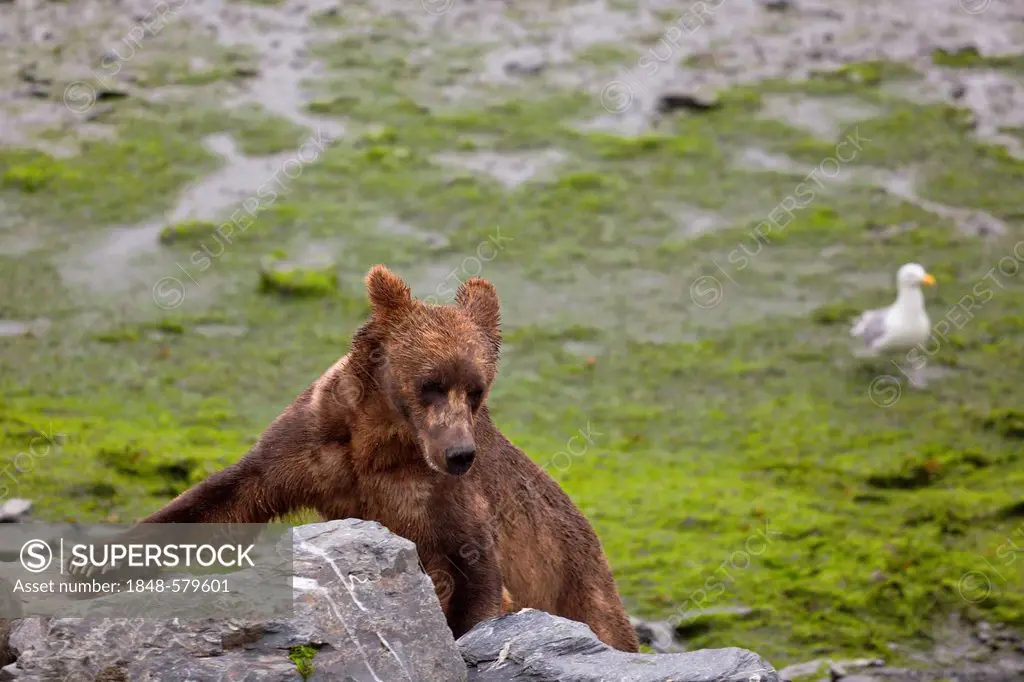 Small wild brown bear (Ursus arctos) on the beach of Valdez, Alaska, USA