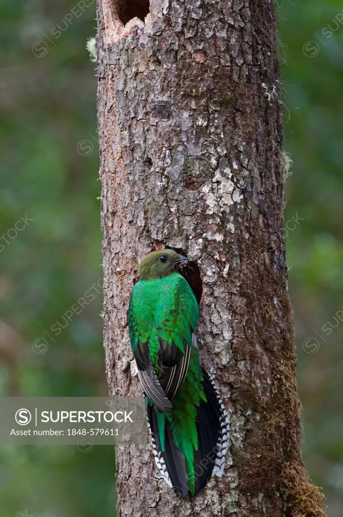 Resplendent Quetzal (Pharomachrus mocinno), female at nest, Central Highlands, Costa Rica, Central America