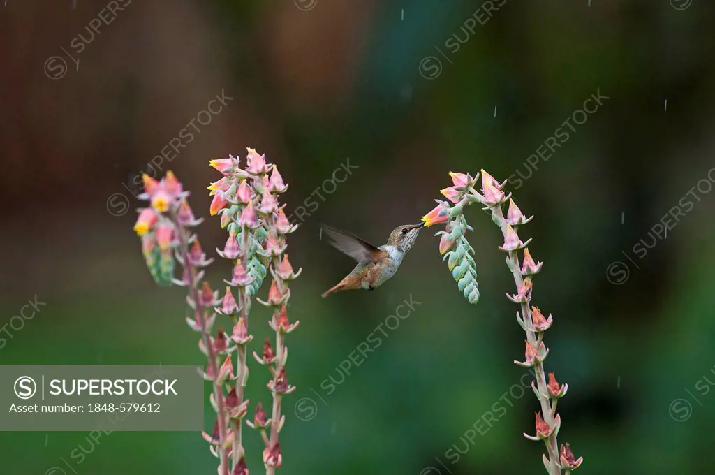 Scintillant Hummingbird (Selasphorus scintilla), female Savegre, Costa Rica, Central America