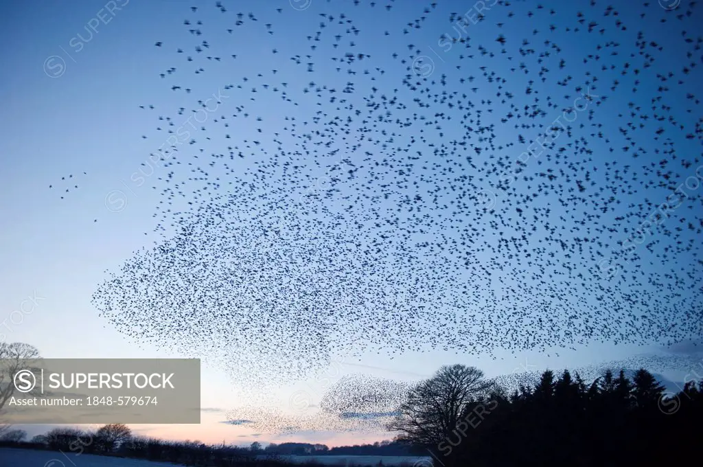 Starlings (Sturnus vulgarus) arriving at night time roost near Gretna, Dumfries, Scotland, United Kingdom, Europe
