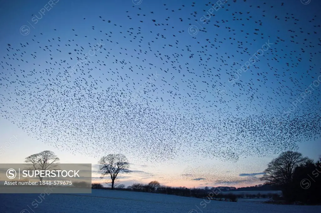 Starlings (Sturnus vulgarus) arriving at night time roost near Gretna, Dumfries, Scotland, United Kingdom, Europe