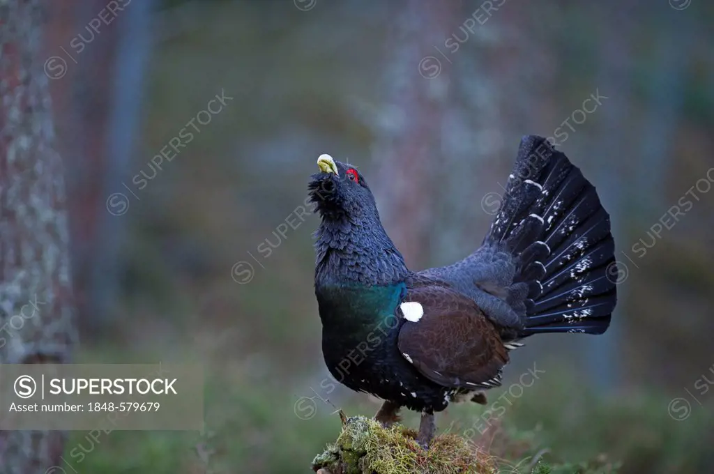 Capercailie (Tetrao urogallus), rogue male displaying, Highlands, Scotland, United Kingdom, Europe