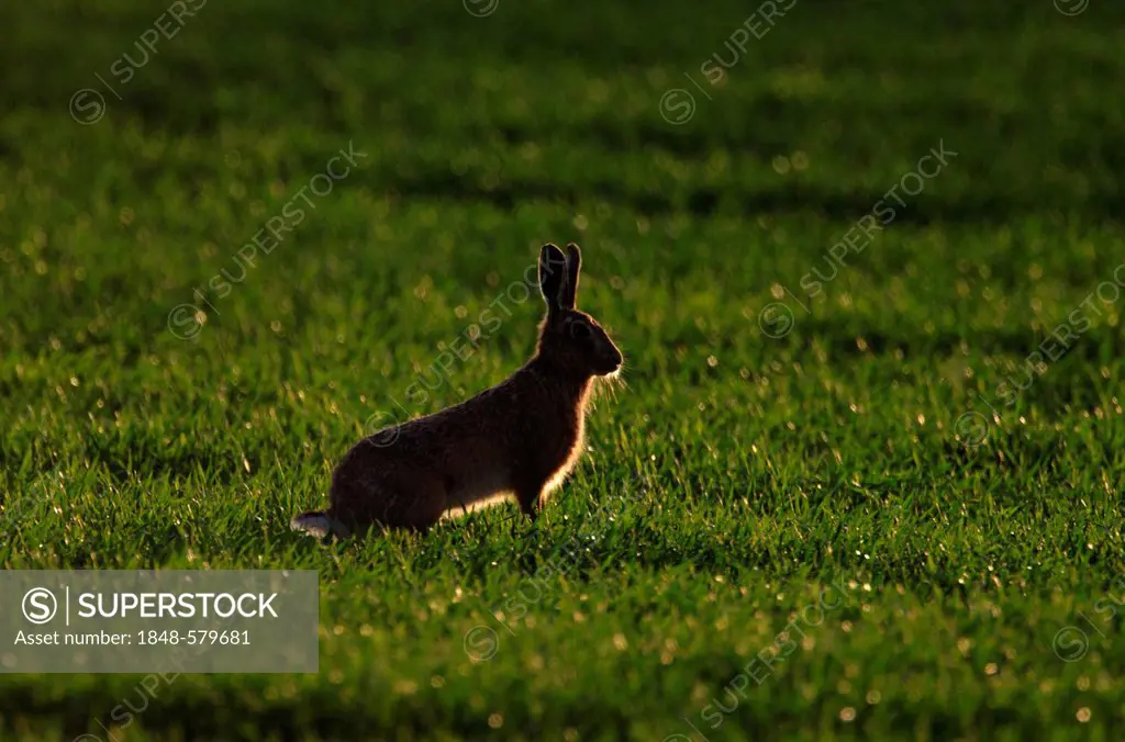 Brown Hare (Lepus europaeus), Norfolk, England, United Kingdom, Europe