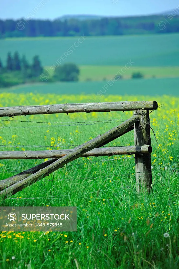 Old fence in a flowery meadow, Hesse, Germany, Europe
