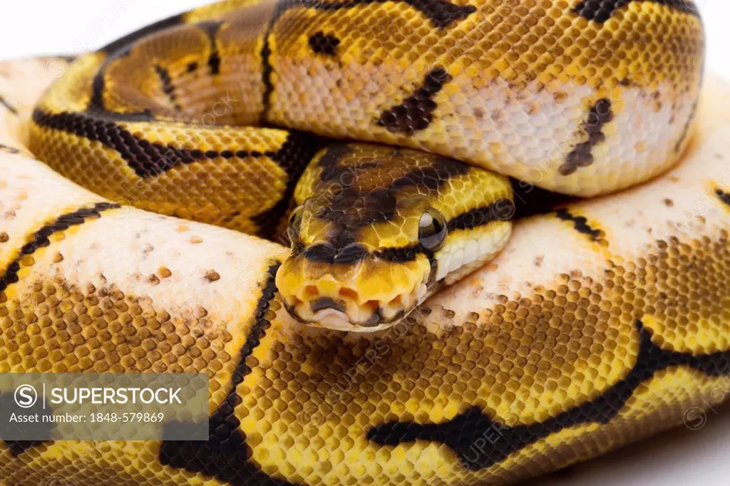 Royal Python (Python regius), Spider, female, Willi Obermayer reptile breeding, Austria