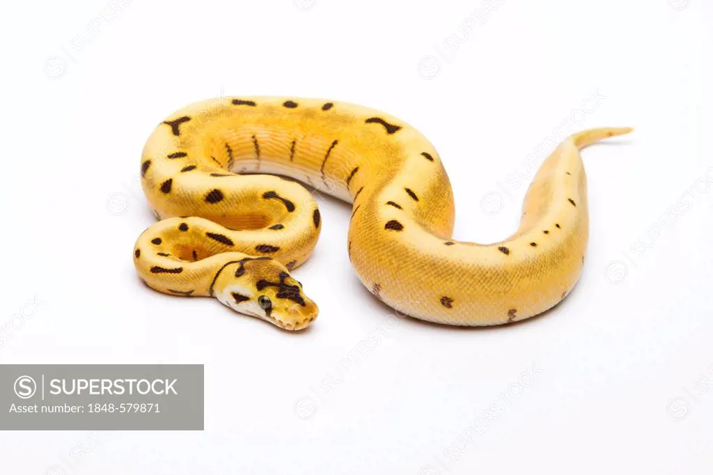 Royal Python (Python regius), Tiger Spider, female, Willi Obermayer reptile breeding, Austria