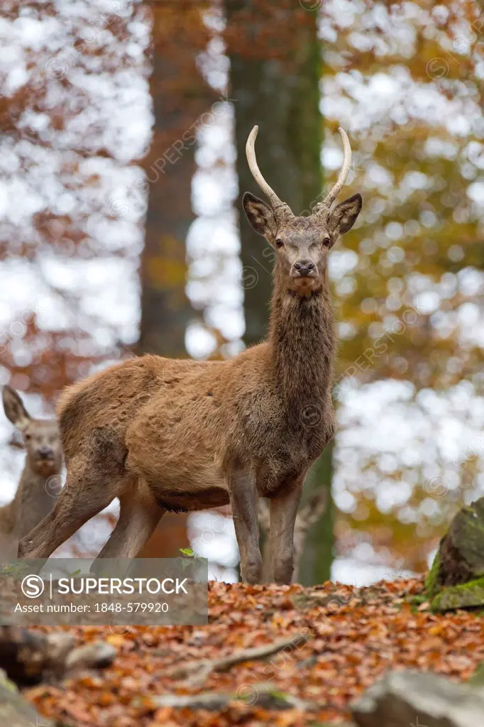 Red deer (Cervus elaphus), spike, Vulkaneifel wildlife park, Rhineland-Palatinate, Germany, Europe