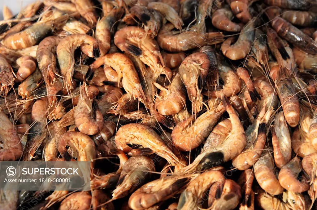 Fresh shrimps for sale from a crabcutter, Husum, Schleswig-Holstein, Deutschland, Europa