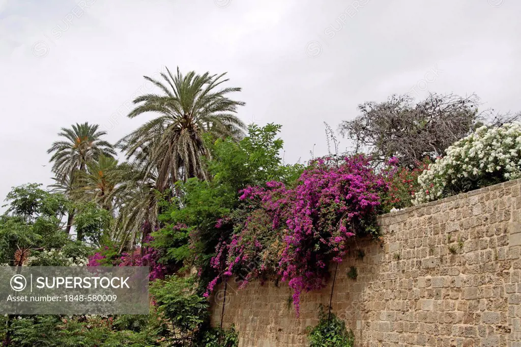 Palms and nyctaginaceae on a wall, Elefterias Gate, city of Rhodes, Rhodes, Greece, Europe, PublicGround