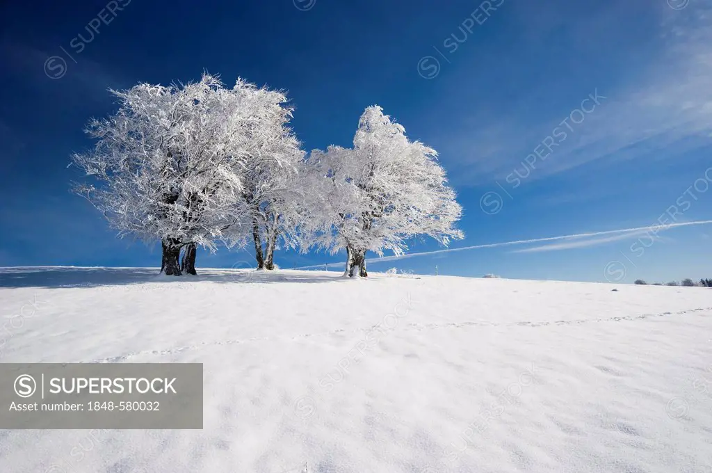 Snow-covered beeches on Mt. Schauinsland, Freiburg im Breisgau, Black Forest, Baden-Wuerttemberg, Germany, Europe