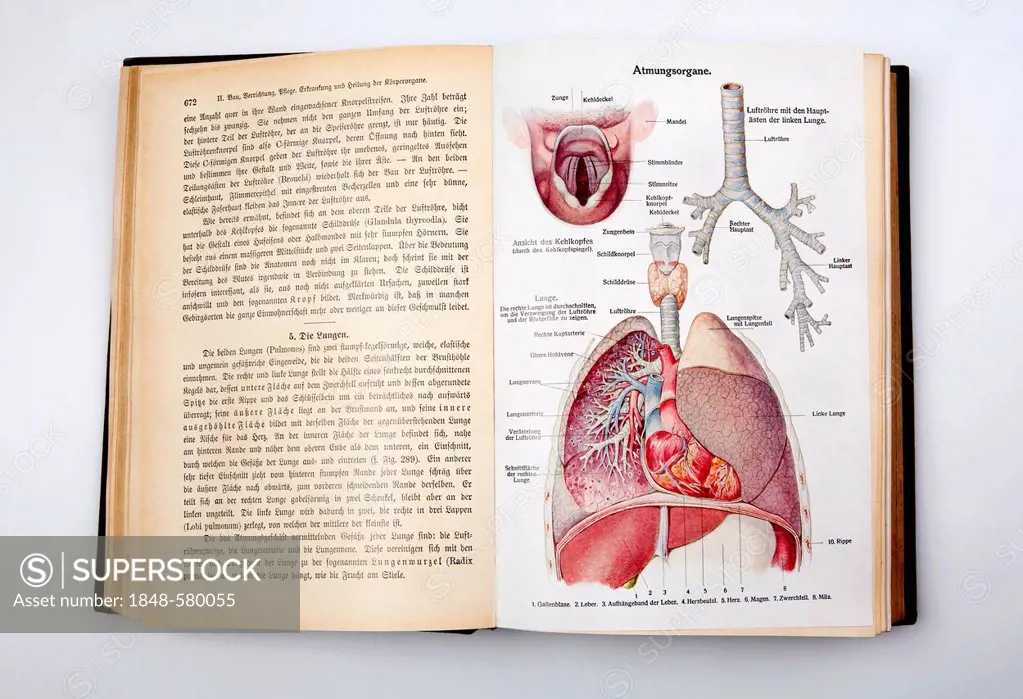 Respiratory organs of humans, illustrations from the book 'Dr. F. Koenig's Ratgeber in gesunden und kranken Tagen', German for Dr. F. Koenig 's book w...